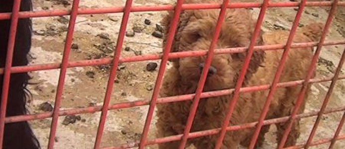 Breeder Investigations and Reports 