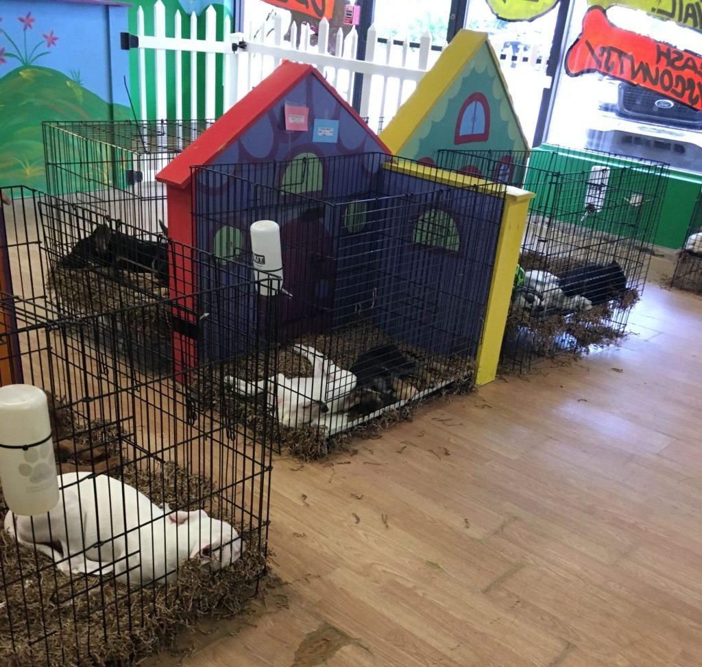 Puppies St. Pete in Florida