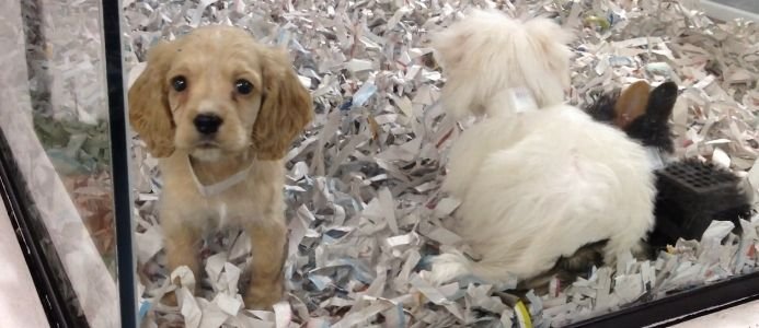 Pet Shop Investigations and Reports