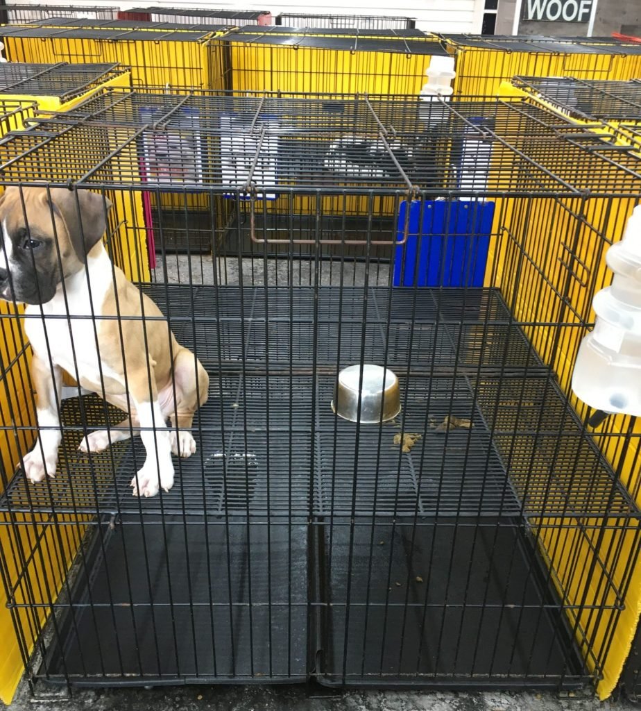 Sunshine Puppies in Florida